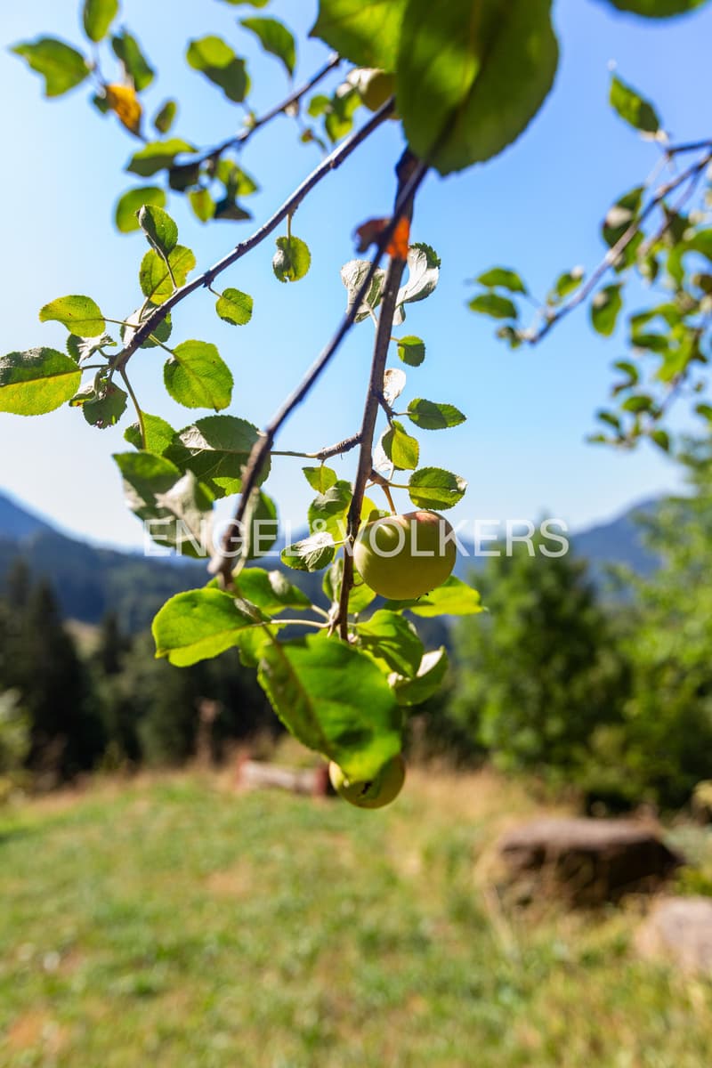 Auszeit mit Weitblick - Ihr Rückzugsort im Appenzellerland (6)