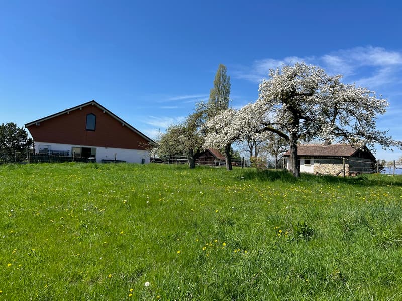 Ferme  équestre rénovée de 220m² habitables + paddock (7)