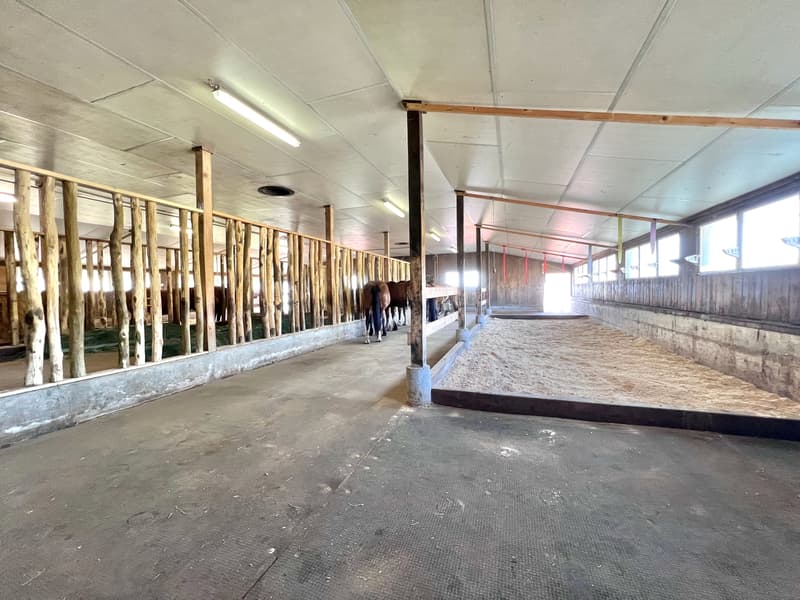 Ancien corps de ferme transformé en ferme équestre (5)
