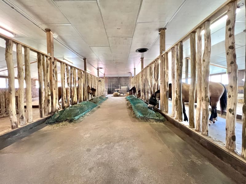 Ancien corps de ferme transformé en ferme équestre (4)
