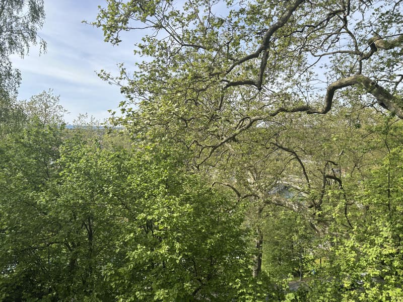Helle Stadtwohnung an beliebter Lage im Murifeldquartier (9)