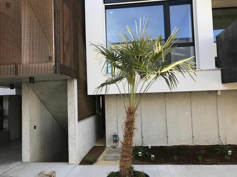 Loft-Reihenhaus mit Westausrichtung inkl. NK-Pauschal (8)
