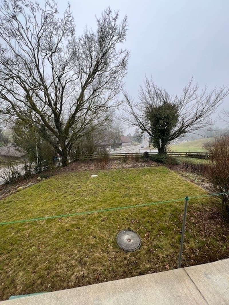 Green grass, a fence, metal pole, bushes, leafless trees, road with car