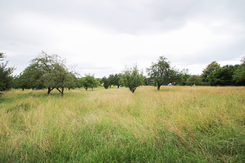 The image shows a rural landscape with a grassy field and scattered fruit trees. The field is covered in tall grass and the trees have lush green foliage. The sky is overcast with some clouds. The scene appears to be a peaceful, natural setting.