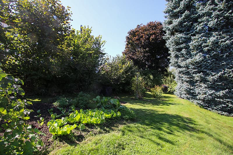 Umschwung mit üppigem Pflanzgarten