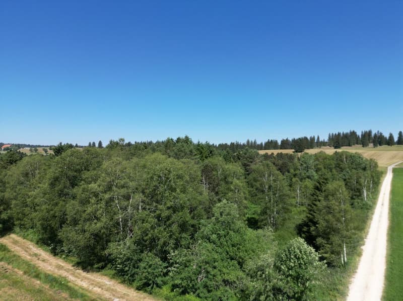 Le Cerneux-Péquignot, chalet de loisirs dans avec forêt - 2000m2 (7)