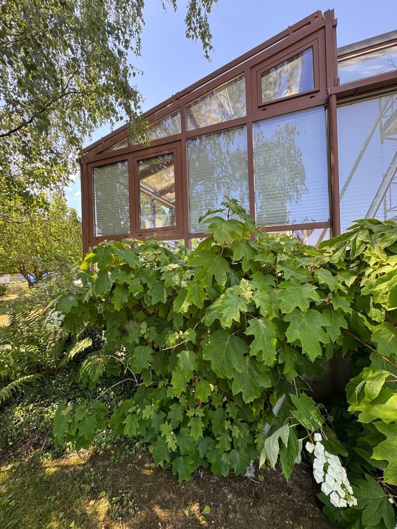 Freistehendes 5-Zimmer- EFH mit Wintergarten, Garten mit schönem Baumbestand in Witterswil – (8)