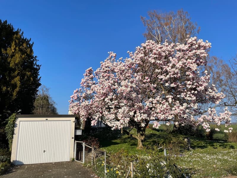 Freistehendes 5-Zimmer- EFH mit Wintergarten, Garten mit schönem Baumbestand in Witterswil – (3)