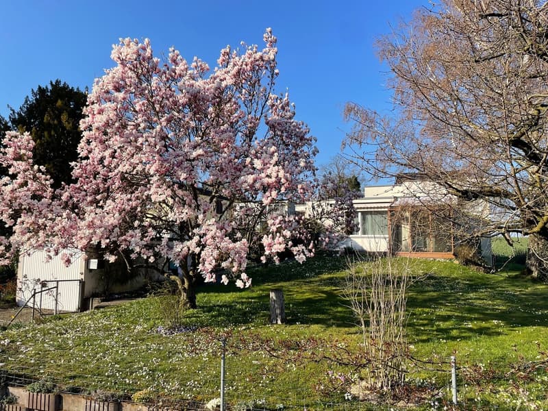 Freistehendes 5-Zimmer- EFH mit Wintergarten, Garten mit schönem Baumbestand in Witterswil – (1)