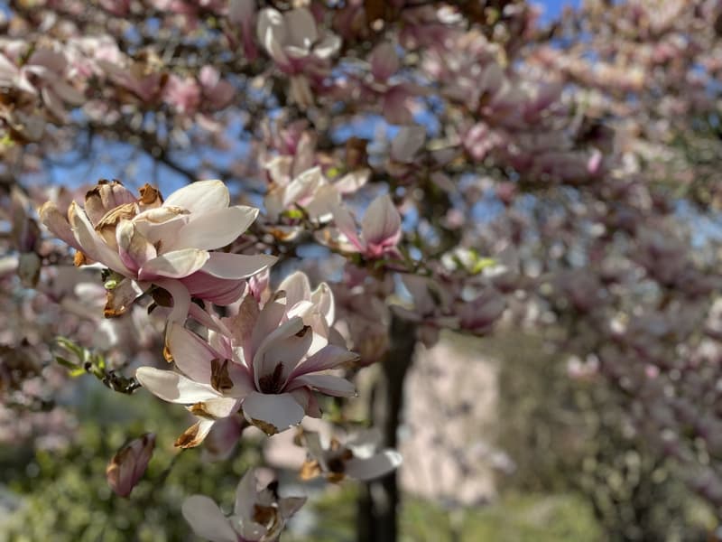 Magnolia tree with pink and white flowers, green leaves, blue sky