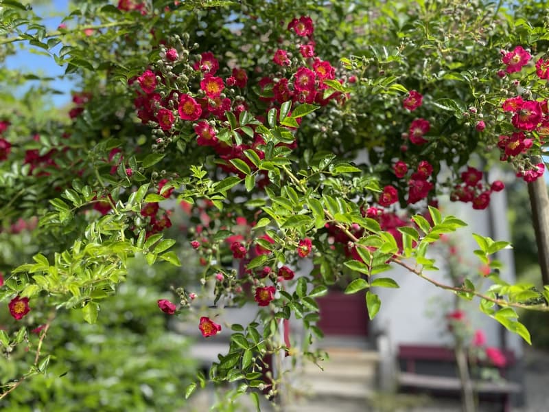 An ruhiger Lage: 6.5 Zi-Einfamilienhaus mit Landreserve und grosser, romantischer Gartenanlage (15)