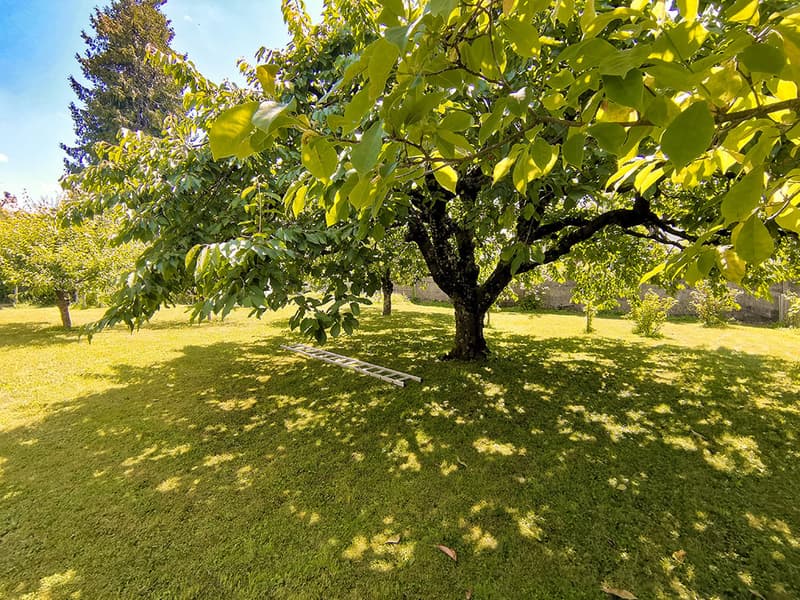 large tree, green grass, ladder, shadow