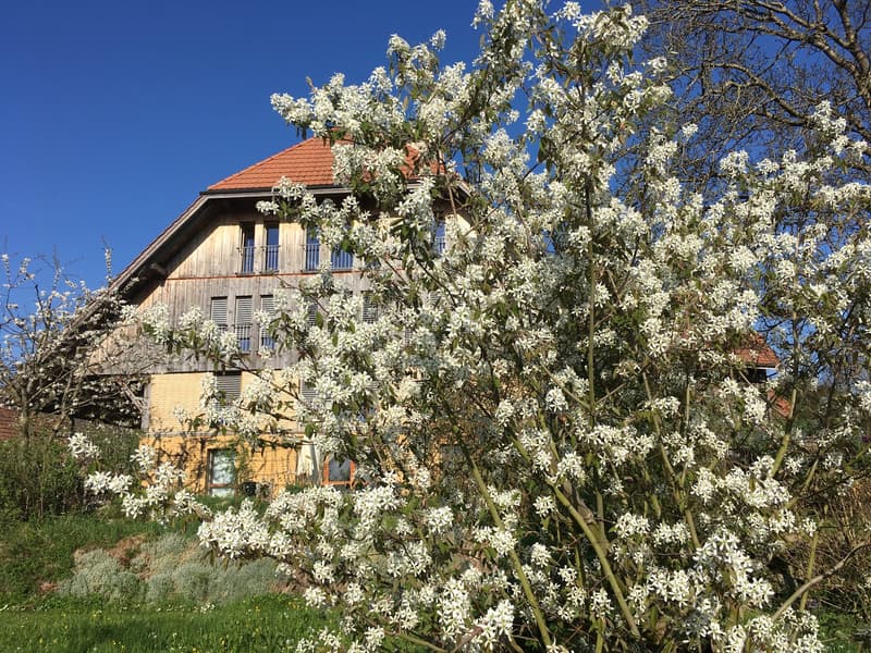 *** Tag der offenen Tür *** Grandios 228 m2! *** Stalderhof Seeberg! *** 105 m2 Wohn/Esszimmer! *** (4)