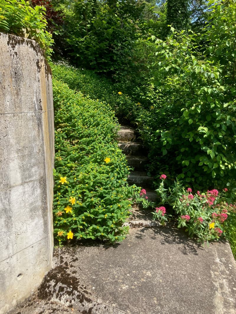 Garden: concrete path, flowering plants, green bushes, concrete border, sloped area