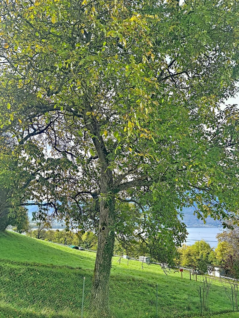 Magnifique appartement de 4,5 pièces avec vue panoramique à Chernex (18)