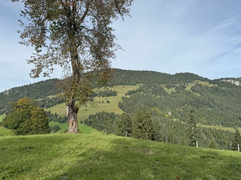 Bauland an attraktiver Lage in Zweisimmen (Rinderberg) (3)