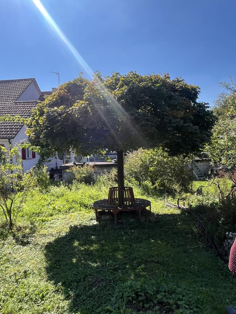 Large green lawn with a big tree and a bench