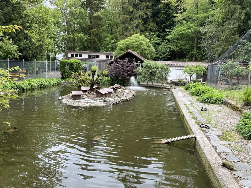 A garden with a pond, small island with birdhouses, surrounded by plants and trees, a wooden bridge, and a fence.