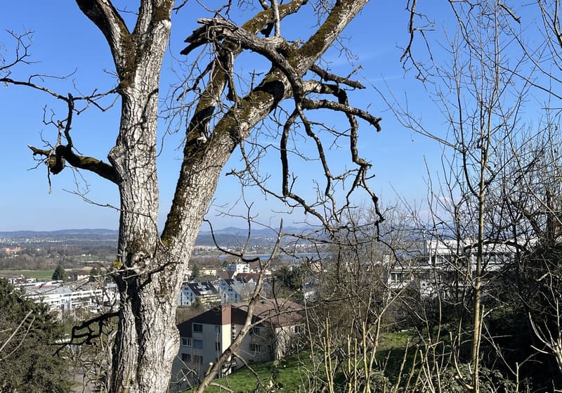 5.5-Zimmer Maisonette-Wohnung mit Gartensitzplatz hoch über dem Greifensee. (18)