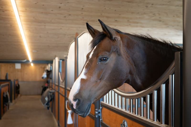 Einmaliges Reitsportanwesen in Oberramsern (11)
