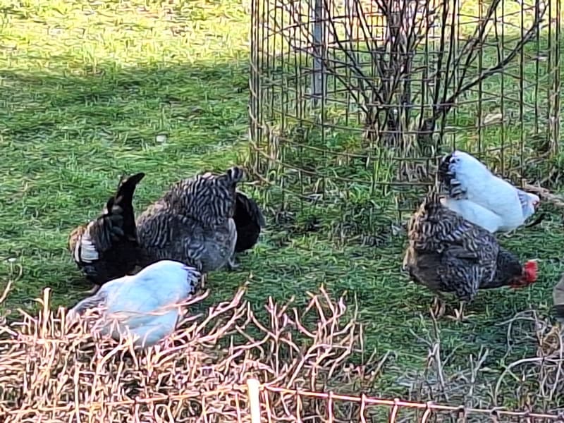 Chickens in a fenced area with a metal cage, green grass, and dried plants.