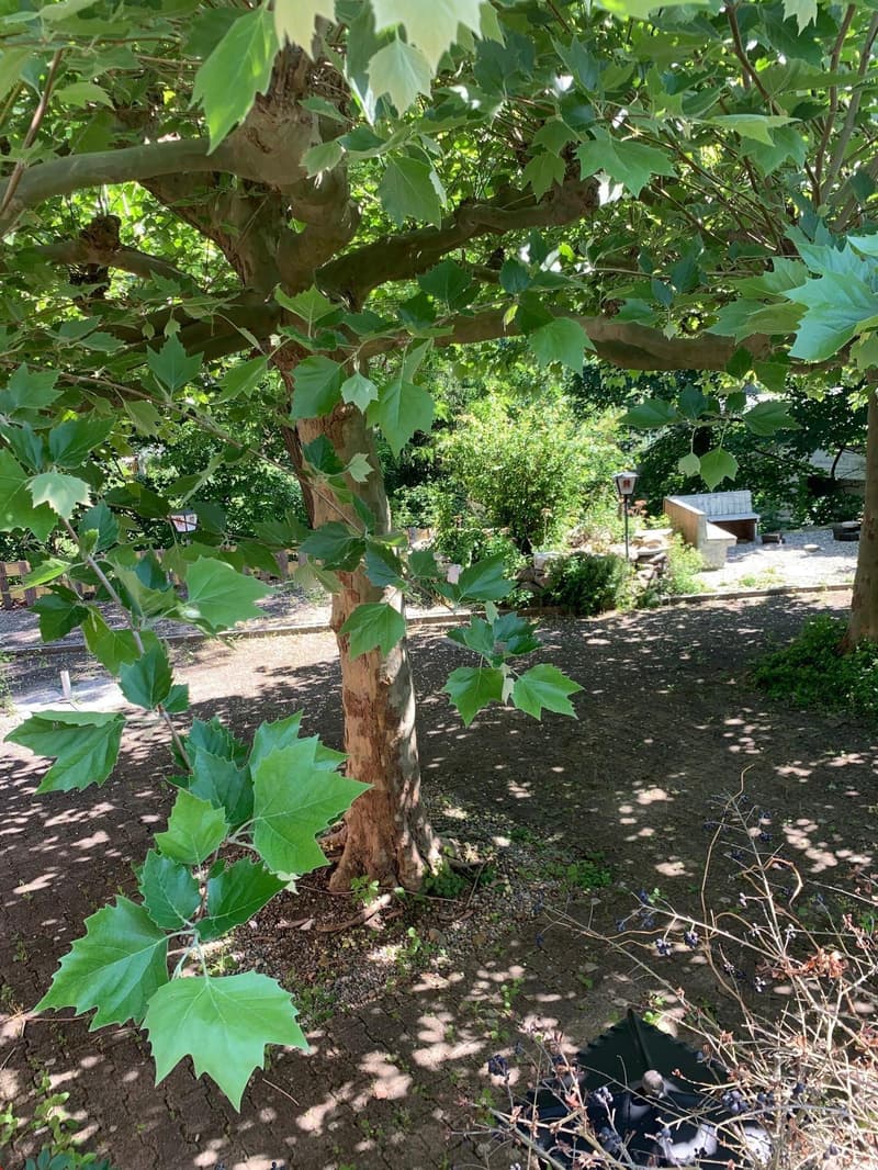 The image shows a lush, green garden with a large tree in the center. The tree has thick, green leaves that provide shade and cover the surrounding area. The ground is covered in mulch or soil, and there are other plants and vegetation visible in the back