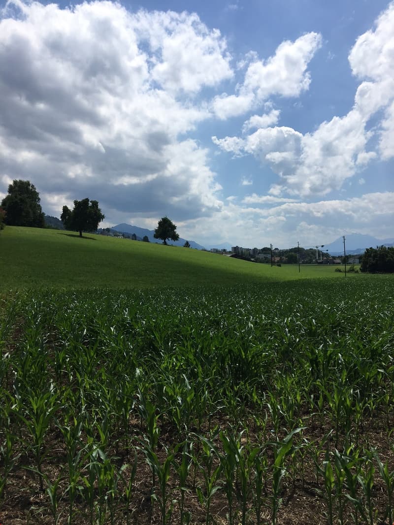 Ackerland und Weideland, Natur pur bis auf den Zugerberg