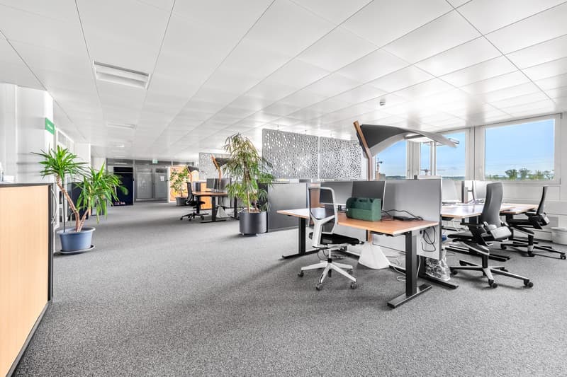 Modern office, open layout, desks, chairs, plants, white walls, gray carpet, large windows