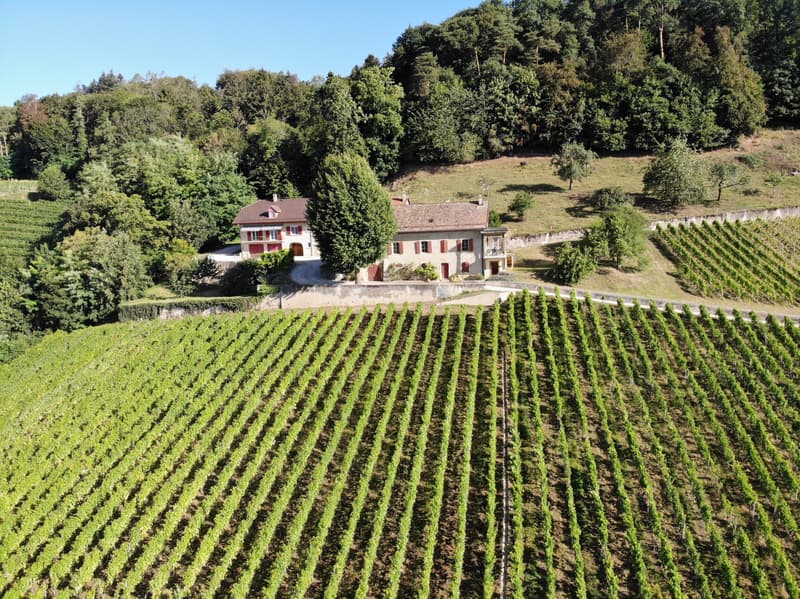 1184 Luins - Domaine viticole avec forêt, vue imprenable lac (1)