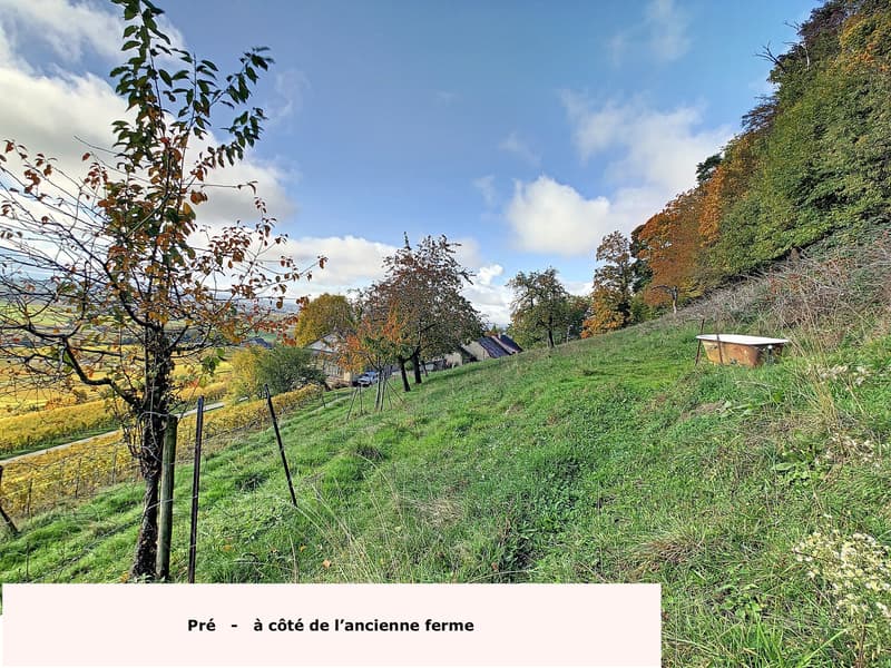 1184 Luins - Domaine viticole avec forêt, vue imprenable lac (4)