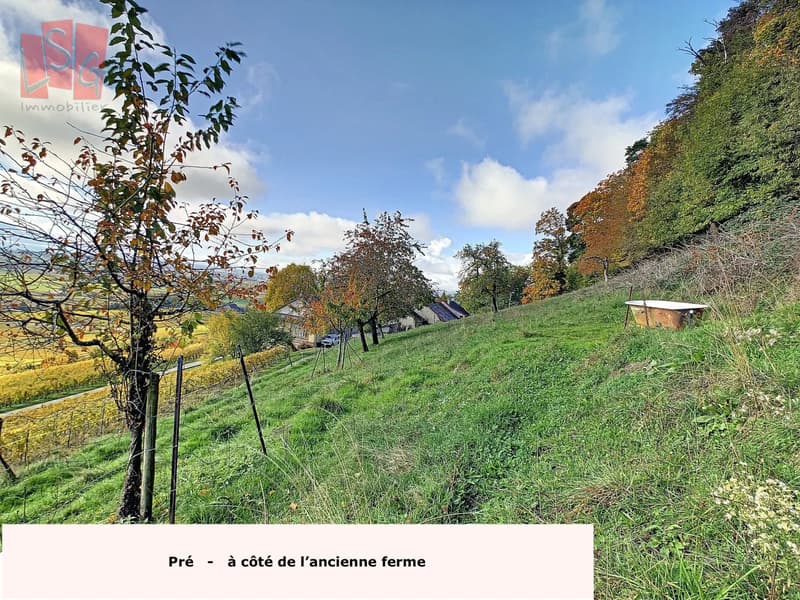 Luins, Domaine viticole avec forêt, vue imprenable lac (4)