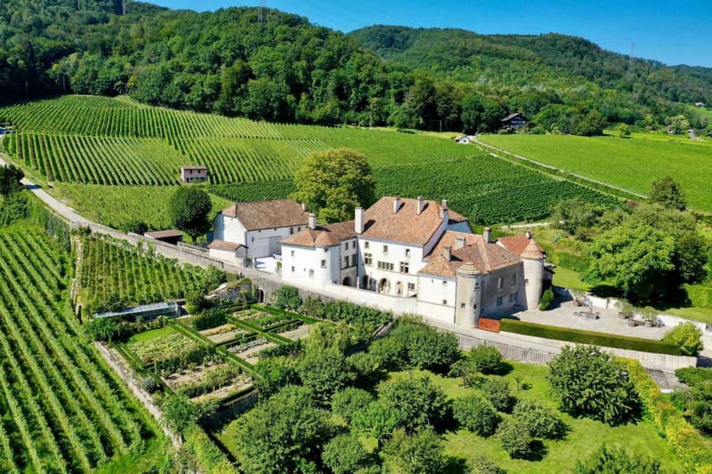 Somptueux château du XIIIe siècle avec domaine viticole (1)