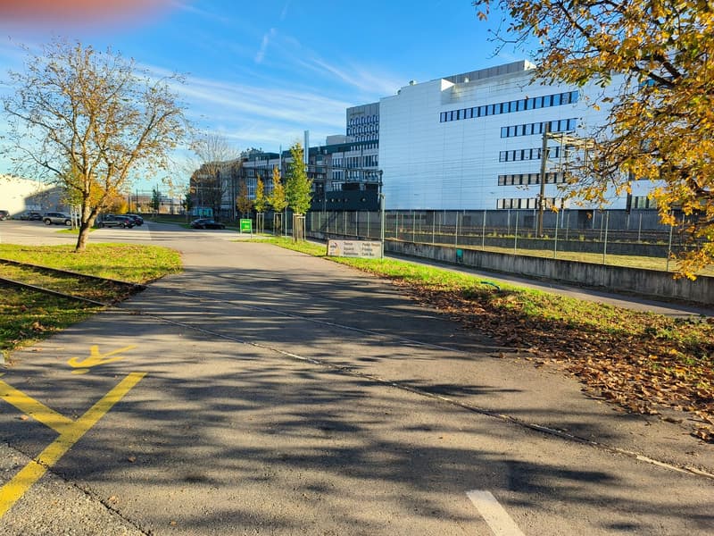 A paved road running between buildings and next to a grassy verge with yellow markings. There are trees on either side of the road and an area for pedestrians beside the road.