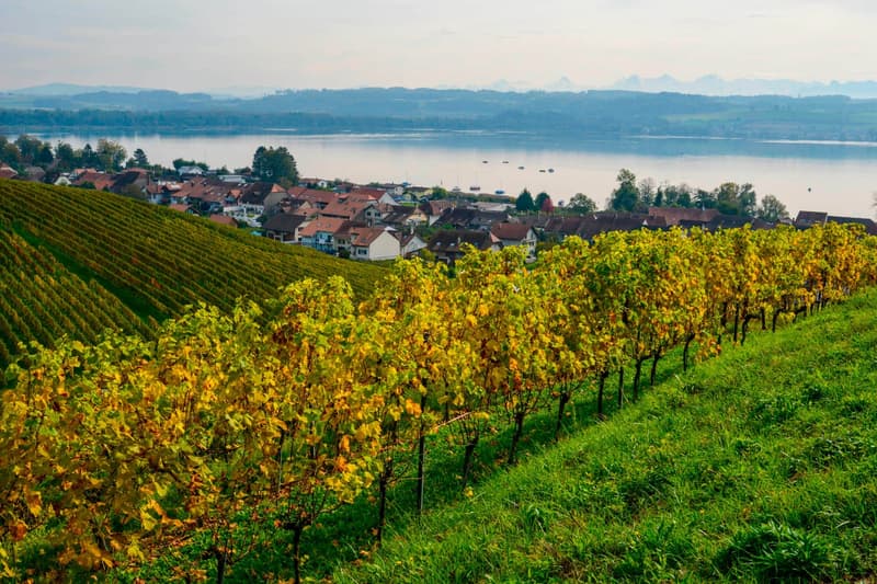 Villa Nouvelle construction de 7.5 pièces avec vue panoramique sur le lac de Morat (8)