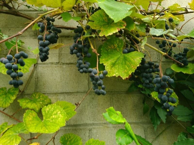 Reiheneckhaus mit Garten, Garage und Bastelraum (12)