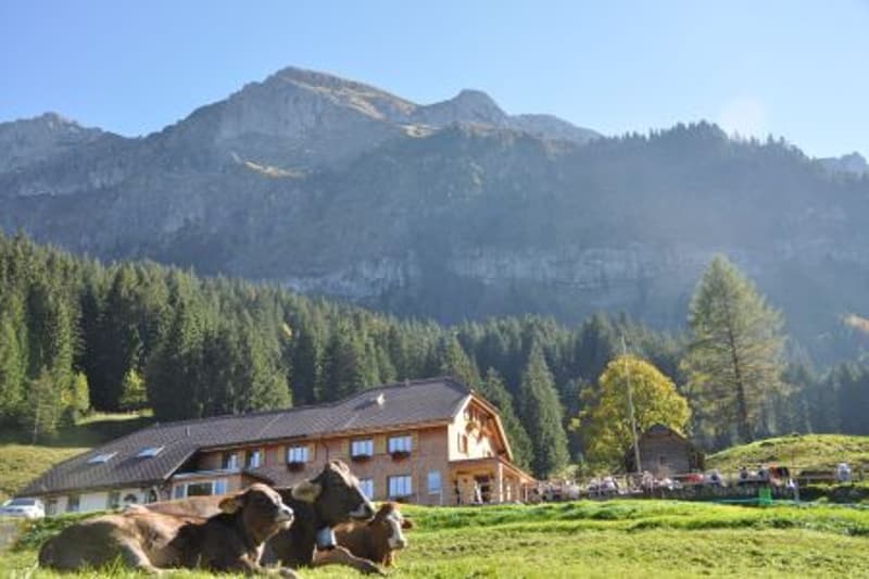 A large wooden building with several windows, a large garden, cows laying in front, mountains in the background
