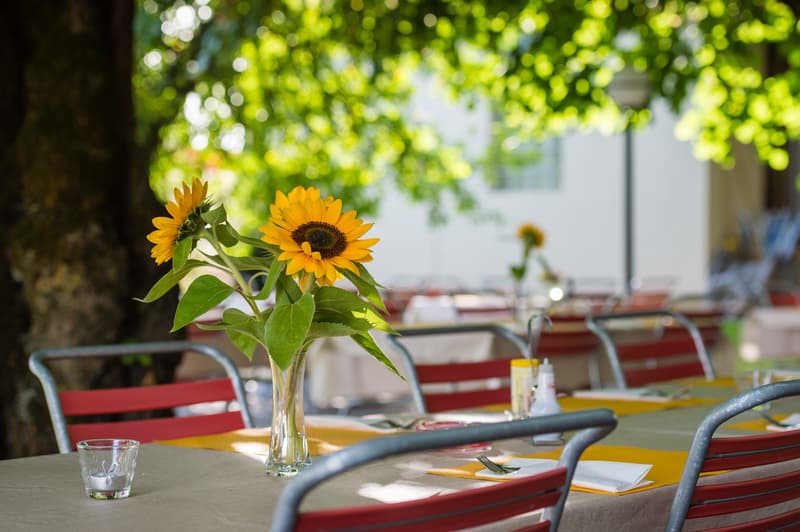Table with sunflowers, chairs, and a tree in the background