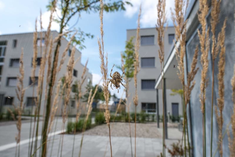 Neuwertige 3.5 Zi-Gartenwohnung nähe Wald und Spital 108m2 (13)