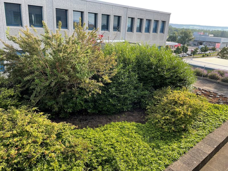 Green plants with different textures and sizes, paved ground, few rocks, building in the background.