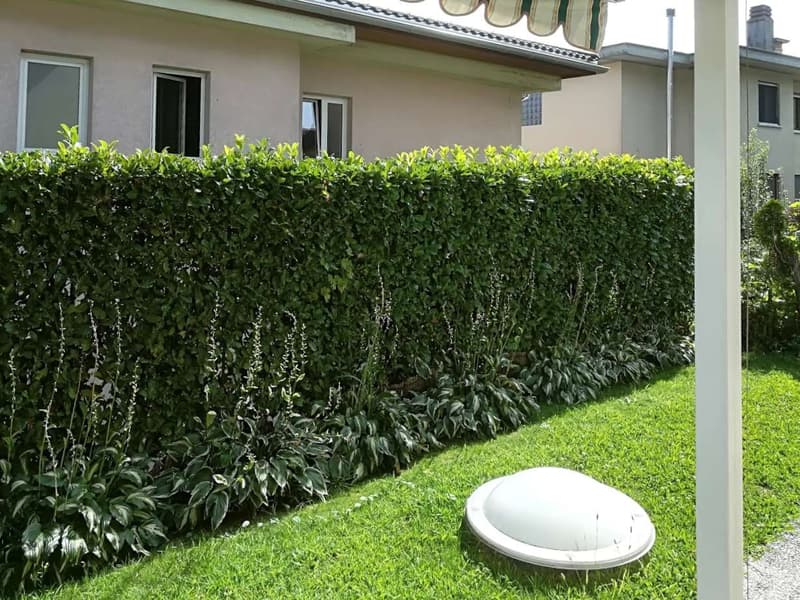 Gordola - in locazione 3.5 locali con giardino (10)