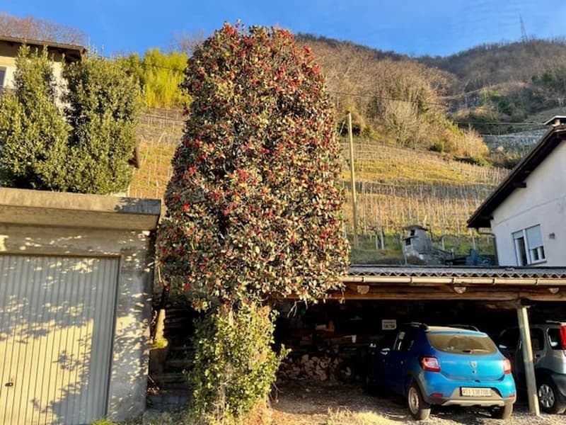 VENDESI A LAVERTEZZO - Terreno edificabile con vista sul piano di Magadino e il Lago Maggiore (5)