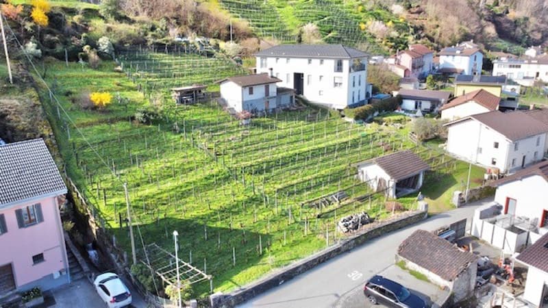 Aerial view of a small village with several houses, a vineyard, and a road