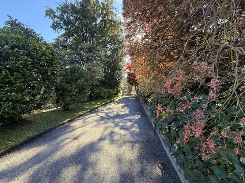 A paved walkway flanked by lush greenery and mature trees.