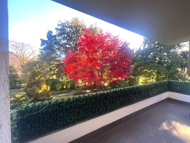 Balcony with view of a park, a red tree, and a hedge.