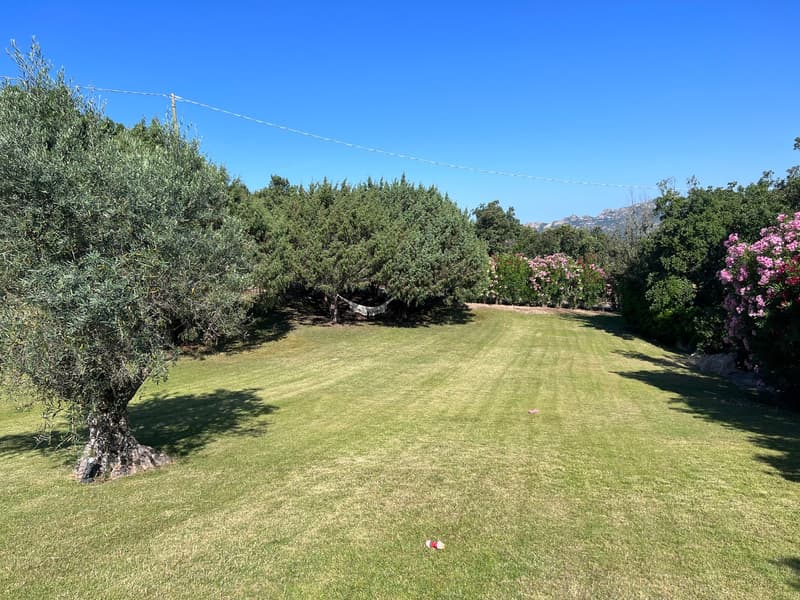 Wide grassy area with olive tree, shrubs, flowers, and a hammock.
