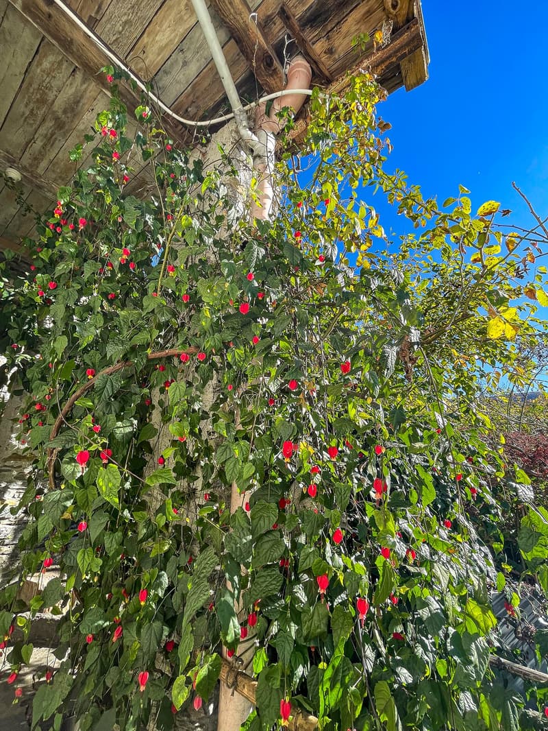 Casa Tipica Ticinese con giardino -  Typisches Tessiner Haus mit Garten (19)
