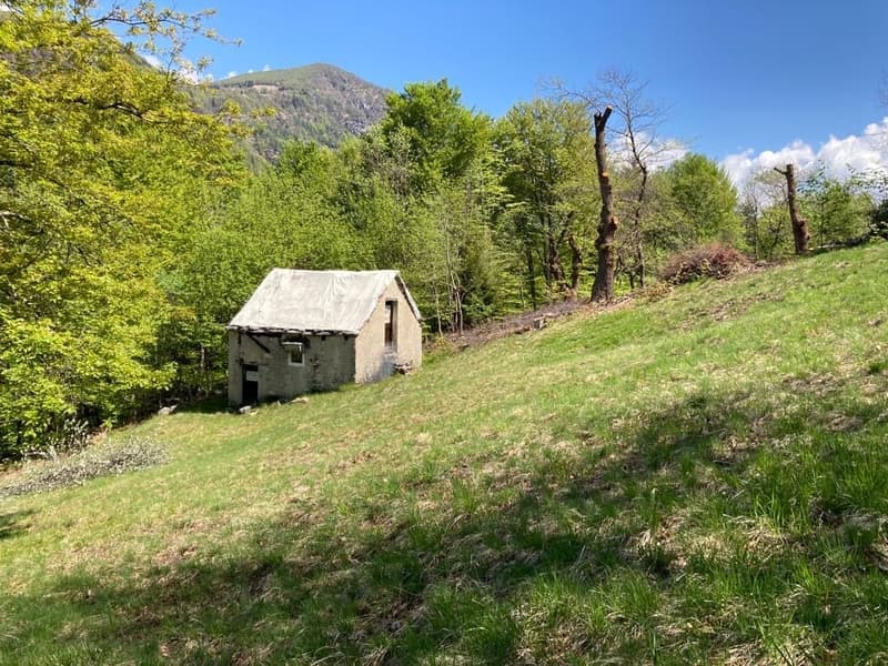 A small stone shed or outbuilding in a grassy field surrounded by lush green trees and vegetation, with a mountainous backdrop in the distance.