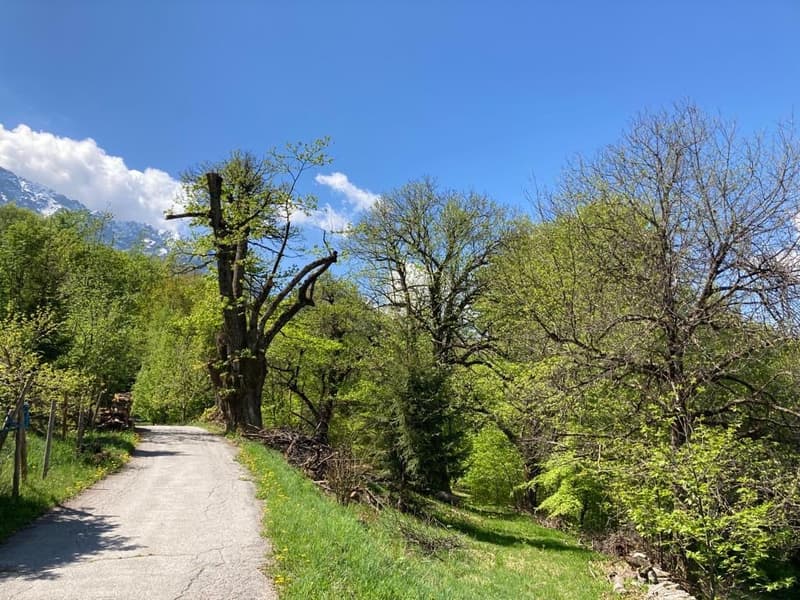 The image shows a scenic nature landscape with a dirt path winding through a lush, green forest. The trees are in full bloom with vibrant green leaves, creating a serene and peaceful atmosphere. The sky is a clear, bright blue with some fluffy white cloud