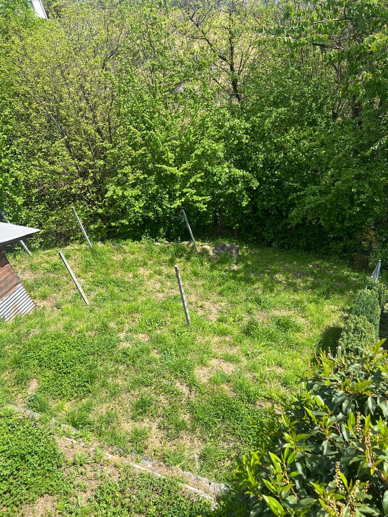 Lush green garden with tall trees, overgrown grass, and some garden equipment visible.