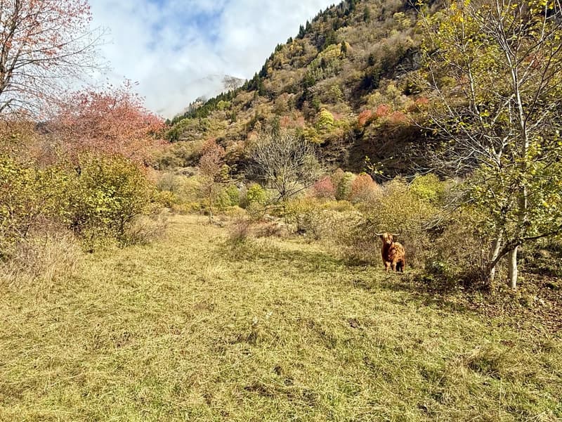 Alpine Berghütte auf 900 m mit Privatzugang und 21.000 m² Land (15)